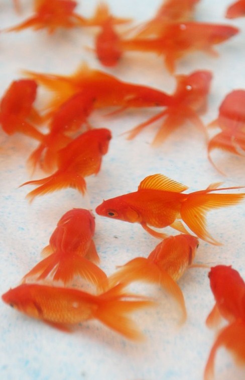 goldfish-005-620x930.jpg